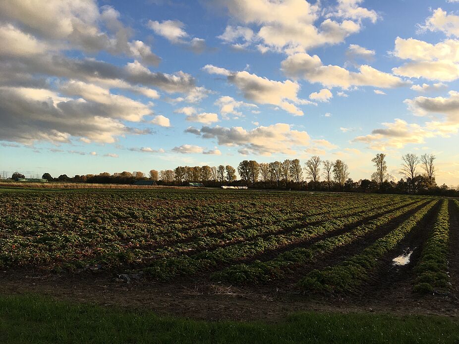 Blick auf den Strategischen Bahndamm bei Neukircher Heide